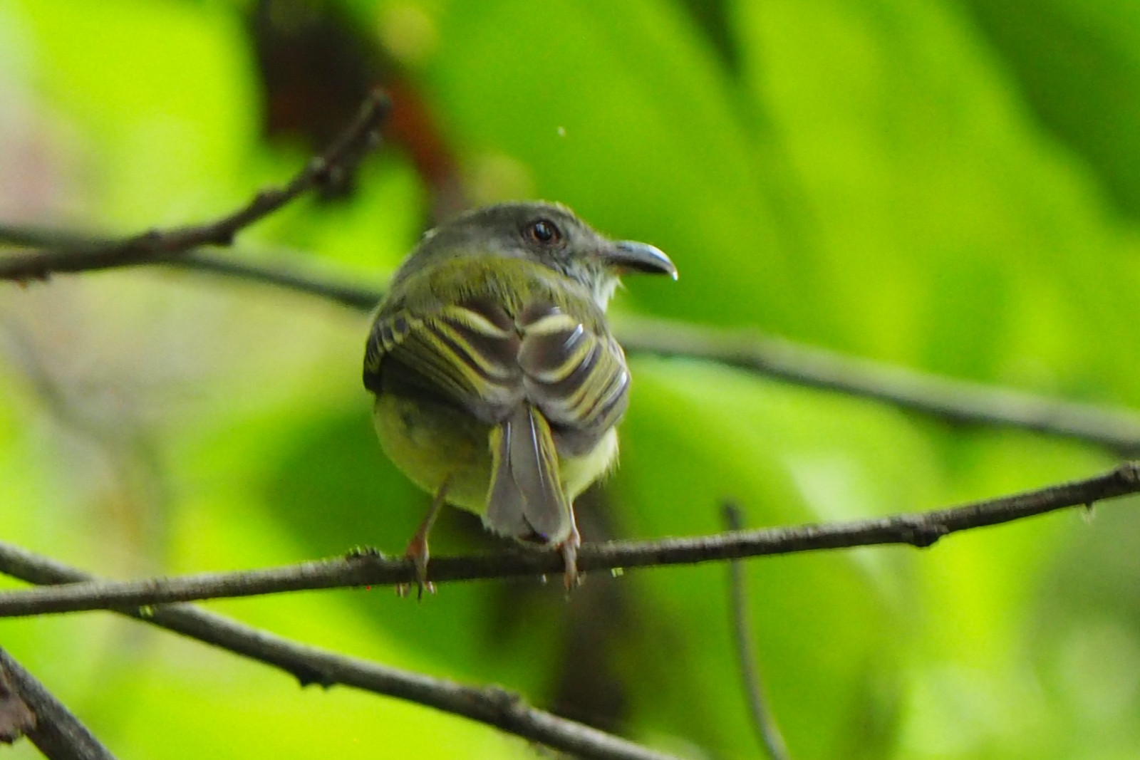 image Northern Bentbill
